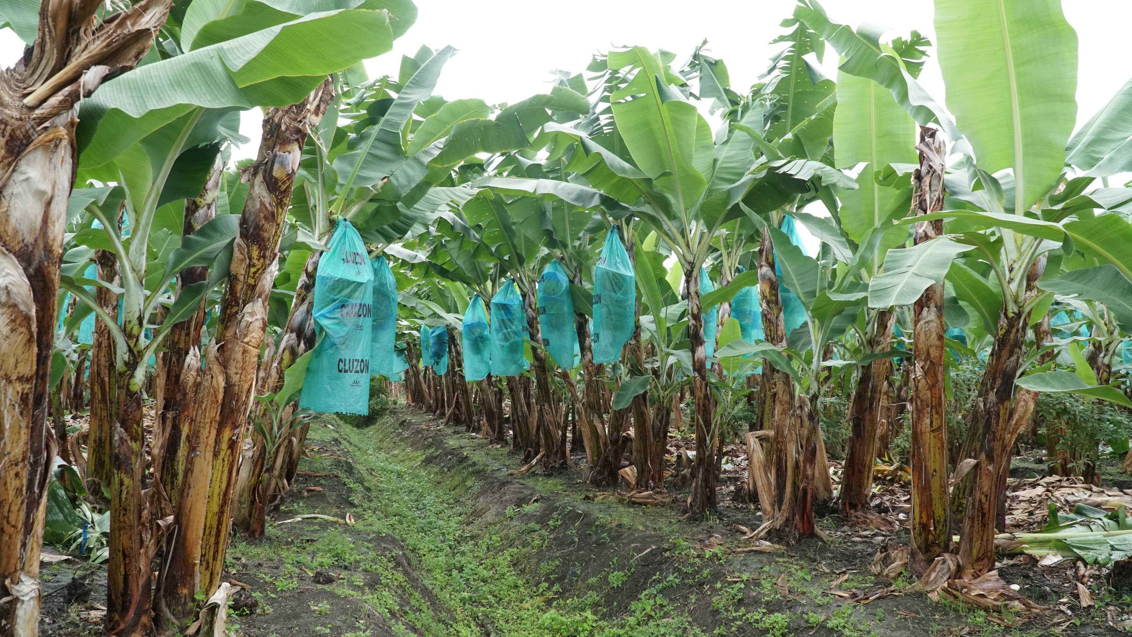 Plantación de banano Cluzon